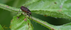 Hemiptera