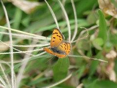 Lycaena phlaeas abbottii