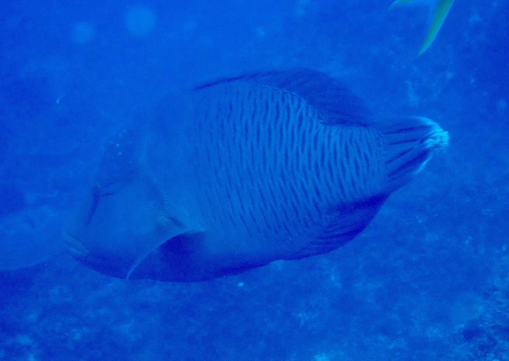 Humphead wrasse