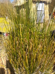 Schoenoplectus californicus