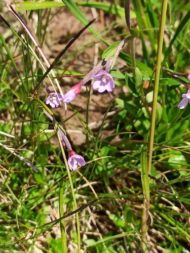 Hornemann's Willowherb (Epilobium nutans)