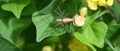 Oxyopes