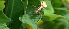 Oxyopes