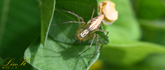 Oxyopes