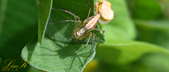 Oxyopes