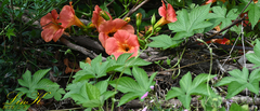 Campsis grandiflora