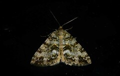 Pseudocoremia lactiflua