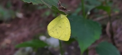 Eurema mandarina