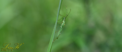 Leptocorisa chinensis