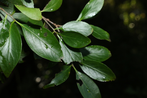 Image of Denhamia disperma by (c) Greg Tasney, some rights reserved (CC BY-SA)