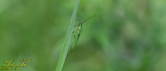 Leptocorisa chinensis