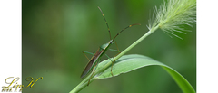 Leptocorisa chinensis
