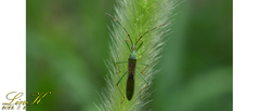 Leptocorisa chinensis