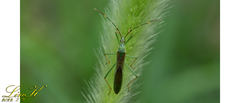 Leptocorisa chinensis