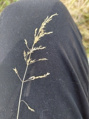 Poa trivialis