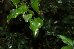 Barklya syringifolia