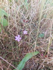 Geranium robertianum