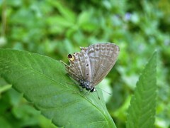 Catochrysops panormus exiguus