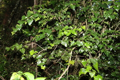 Barklya syringifolia