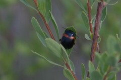 Chrysolina limbata