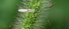 Leptocorisa chinensis