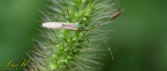 Leptocorisa chinensis