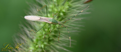 Leptocorisa chinensis