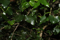 Barklya syringifolia