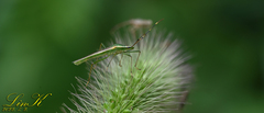 Leptocorisa chinensis