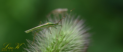 Leptocorisa chinensis