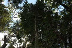 Barklya syringifolia