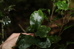 Rhysotoechia bifoliolata