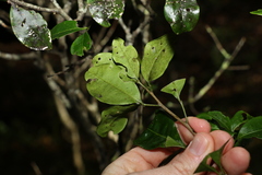 Rhysotoechia bifoliolata