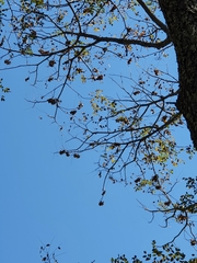 Pterocarpus angolensis