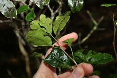 Rhysotoechia bifoliolata