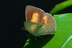 Curetis saronis