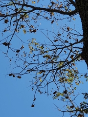 Pterocarpus angolensis