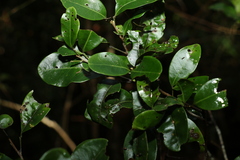 Rhysotoechia bifoliolata