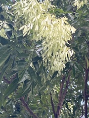 Fraxinus griffithii