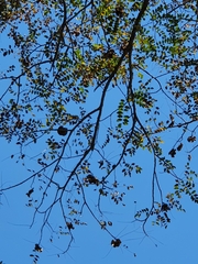 Pterocarpus angolensis