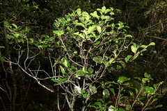 Rhysotoechia bifoliolata