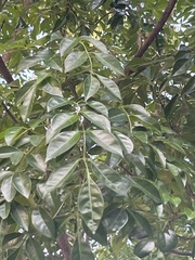 Fraxinus griffithii