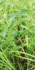 Chrysolina graminis