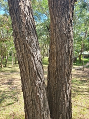Pterocarpus angolensis
