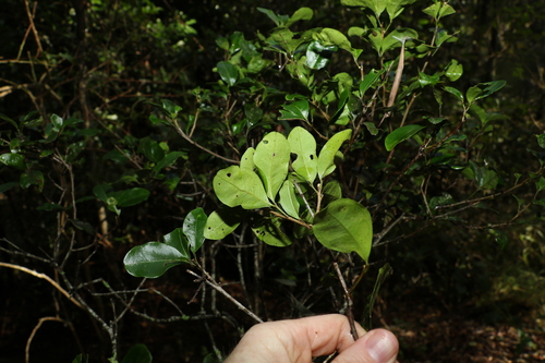 Image of Rhysotoechia bifoliolata by (c) Greg Tasney, some rights reserved (CC BY-SA)