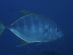 Caranginae