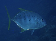 Caranginae