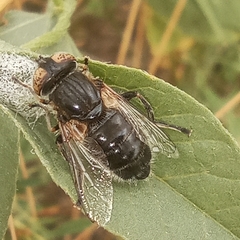 Eristalinus sepulchralis