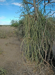 Cissus quadrangularis