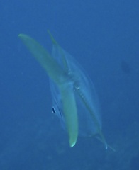 Caranginae